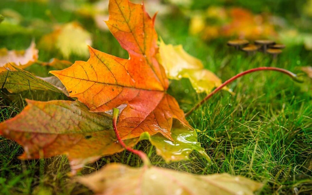 5 Fall Curb Appeal Tips to Transform Your Home This Season